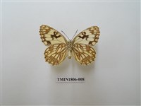 藏品(蛇目蝶科)的圖片